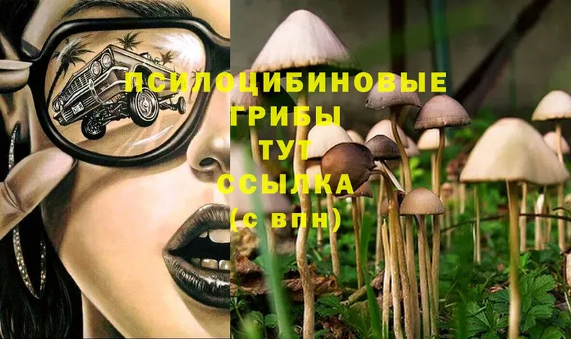 купить наркотики сайты  Киренск  Галлюциногенные грибы MAGIC MUSHROOMS 